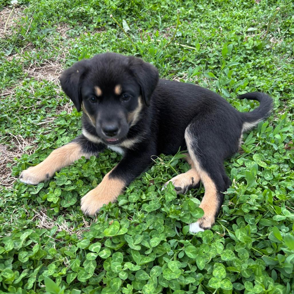 Enlarge Power and Light, a ADOPTABLE mixed breed in KANSAS CITY, KS image 2/3