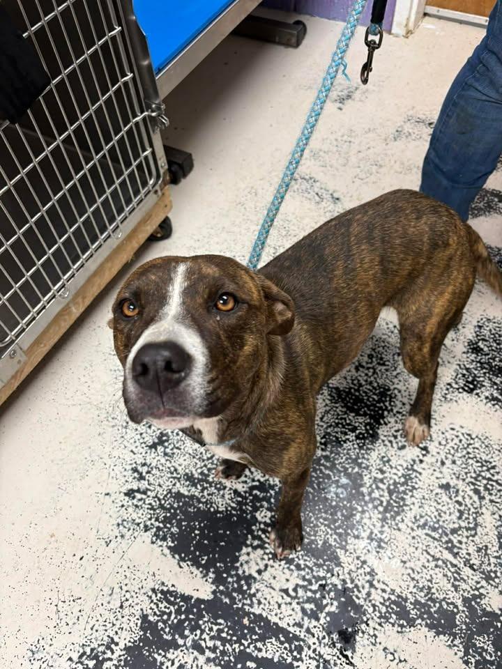 Enlarge Marble, a Adoptable mixed breed in Lavonia, GA image 1/1