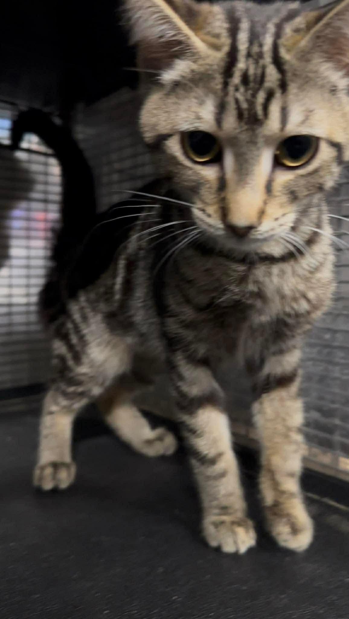 Enlarge SUNDAE, an adopted Domestic Short Hair in Tillsonburg, ON image 6/6