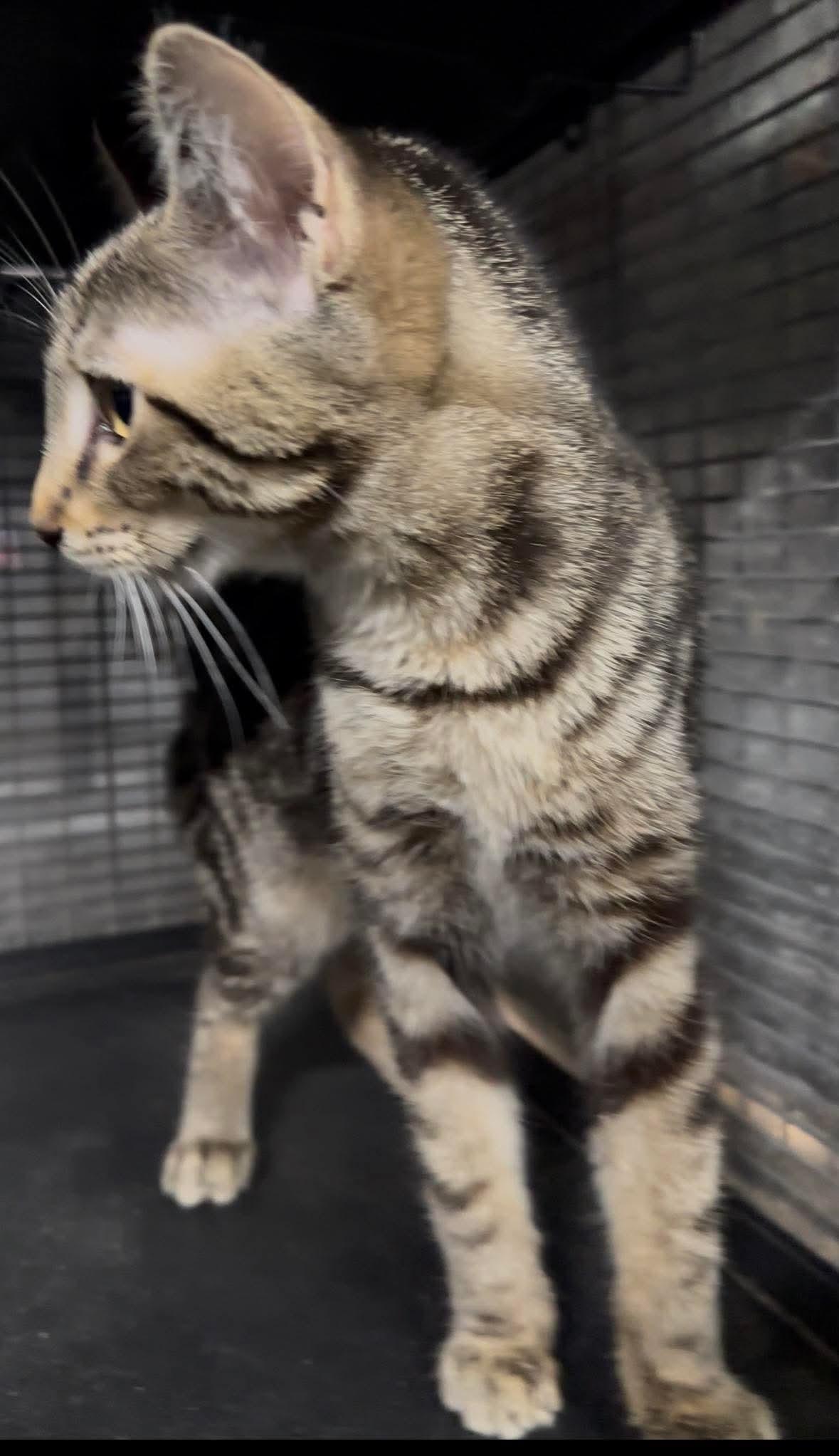 Enlarge SUNDAE, an adopted Domestic Short Hair in Tillsonburg, ON image 5/6