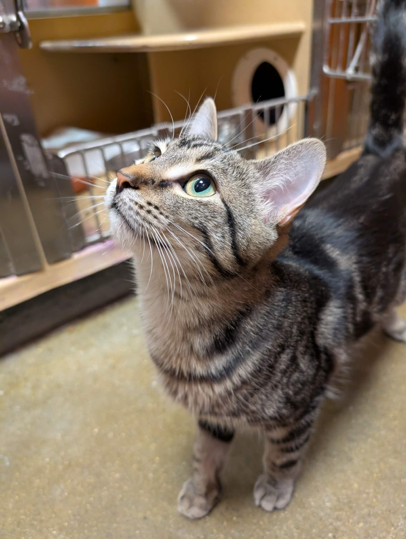 Enlarge SUNDAE, an adopted Domestic Short Hair in Tillsonburg, ON image 2/6