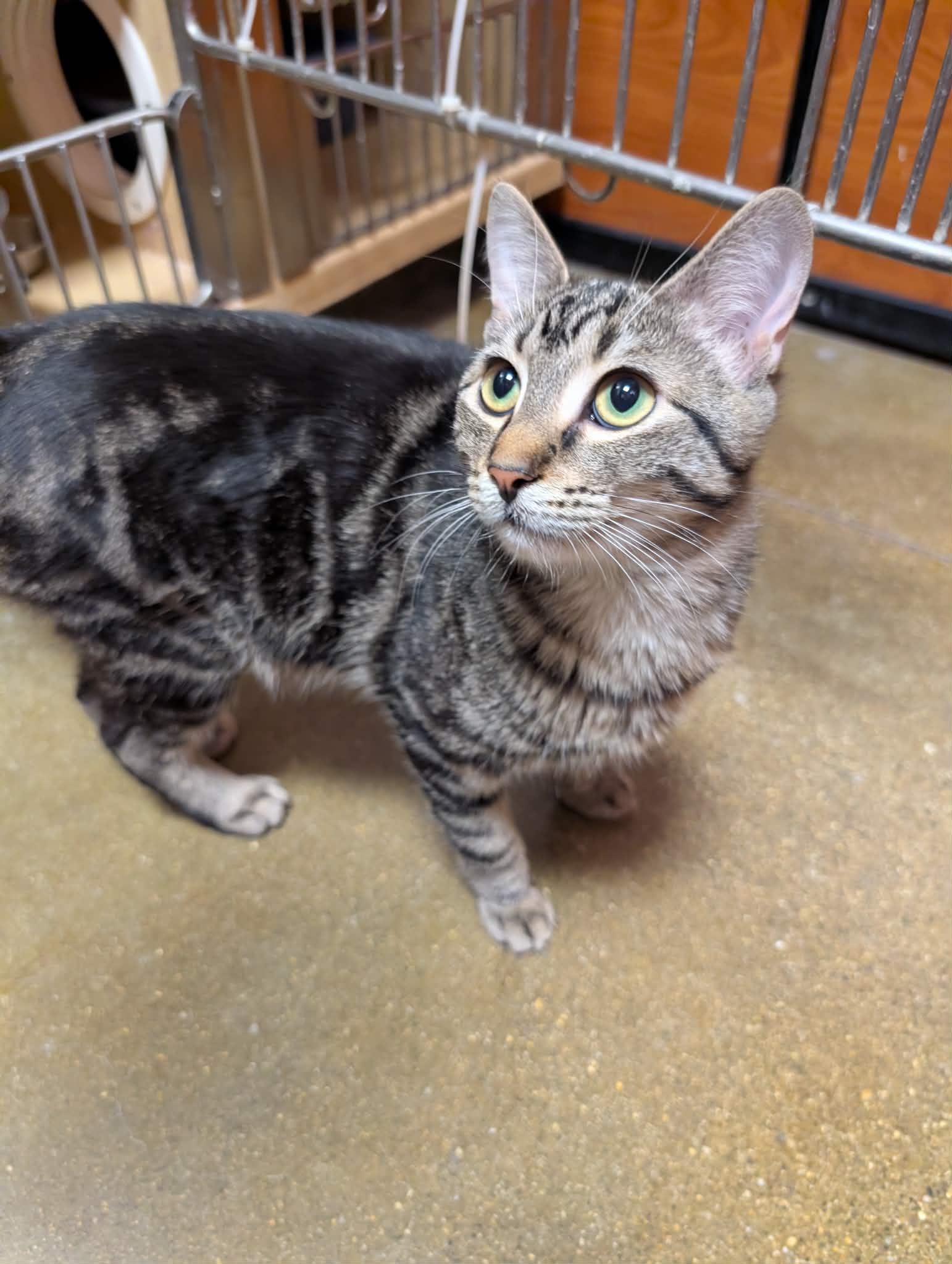Enlarge SUNDAE, an adopted Domestic Short Hair in Tillsonburg, ON image 3/6