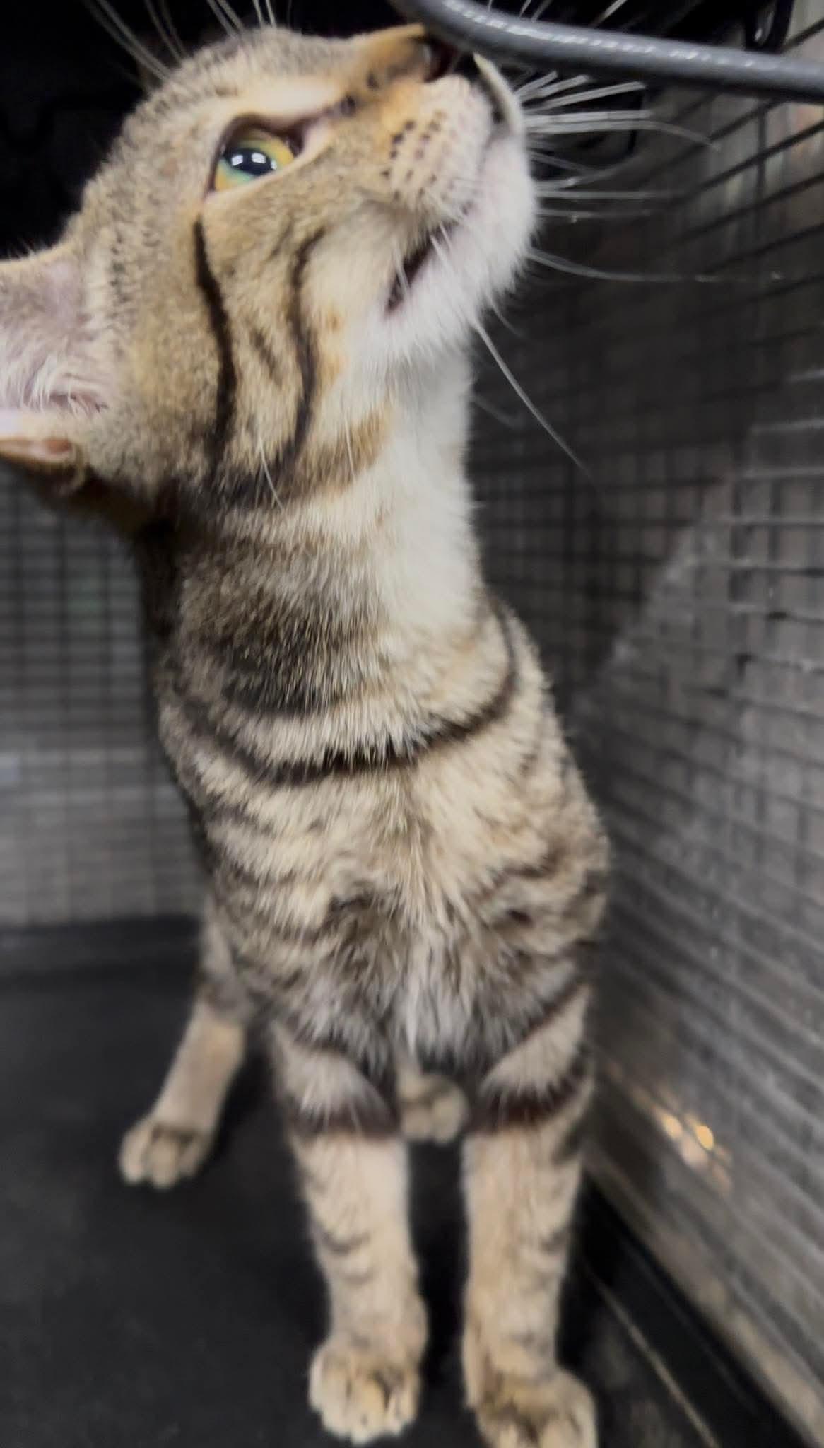 Enlarge SUNDAE, an adopted Domestic Short Hair in Tillsonburg, ON image 4/6