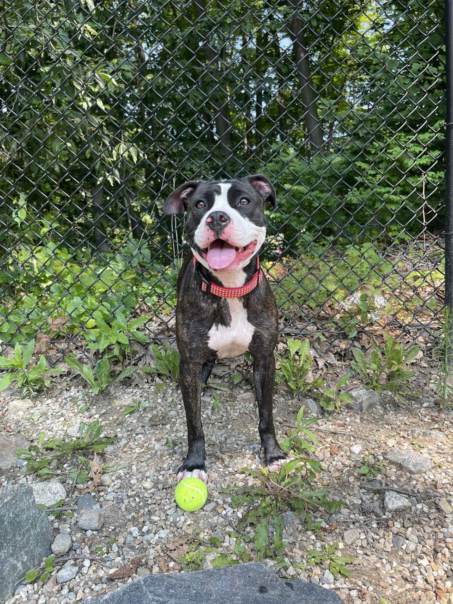 Monroe , a ADOPTABLE Pit Bull Terrier in Middlebury, CT image 2/3