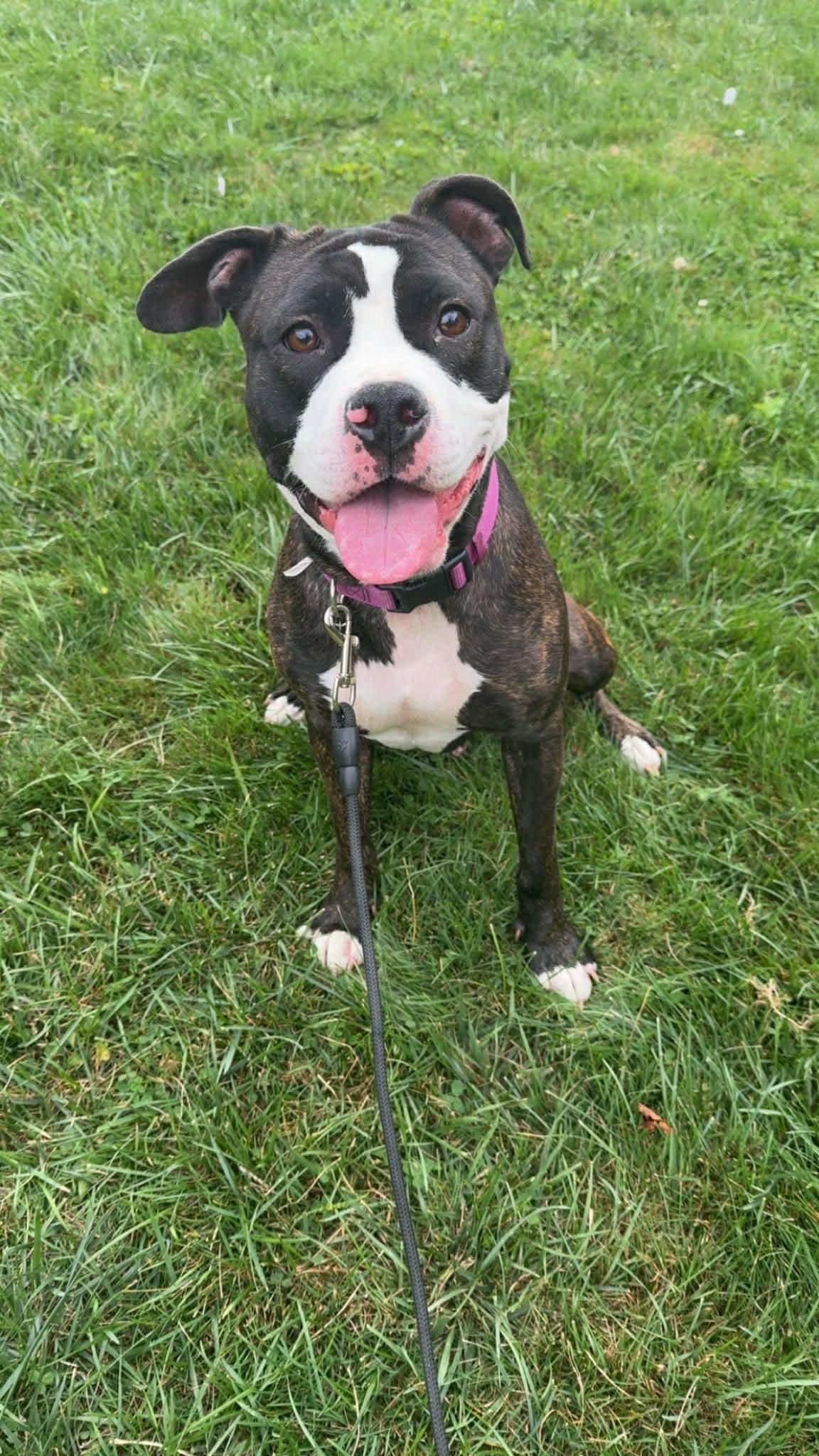 Enlarge Monroe , a ADOPTABLE Pit Bull Terrier in Middlebury, CT image 1/1
