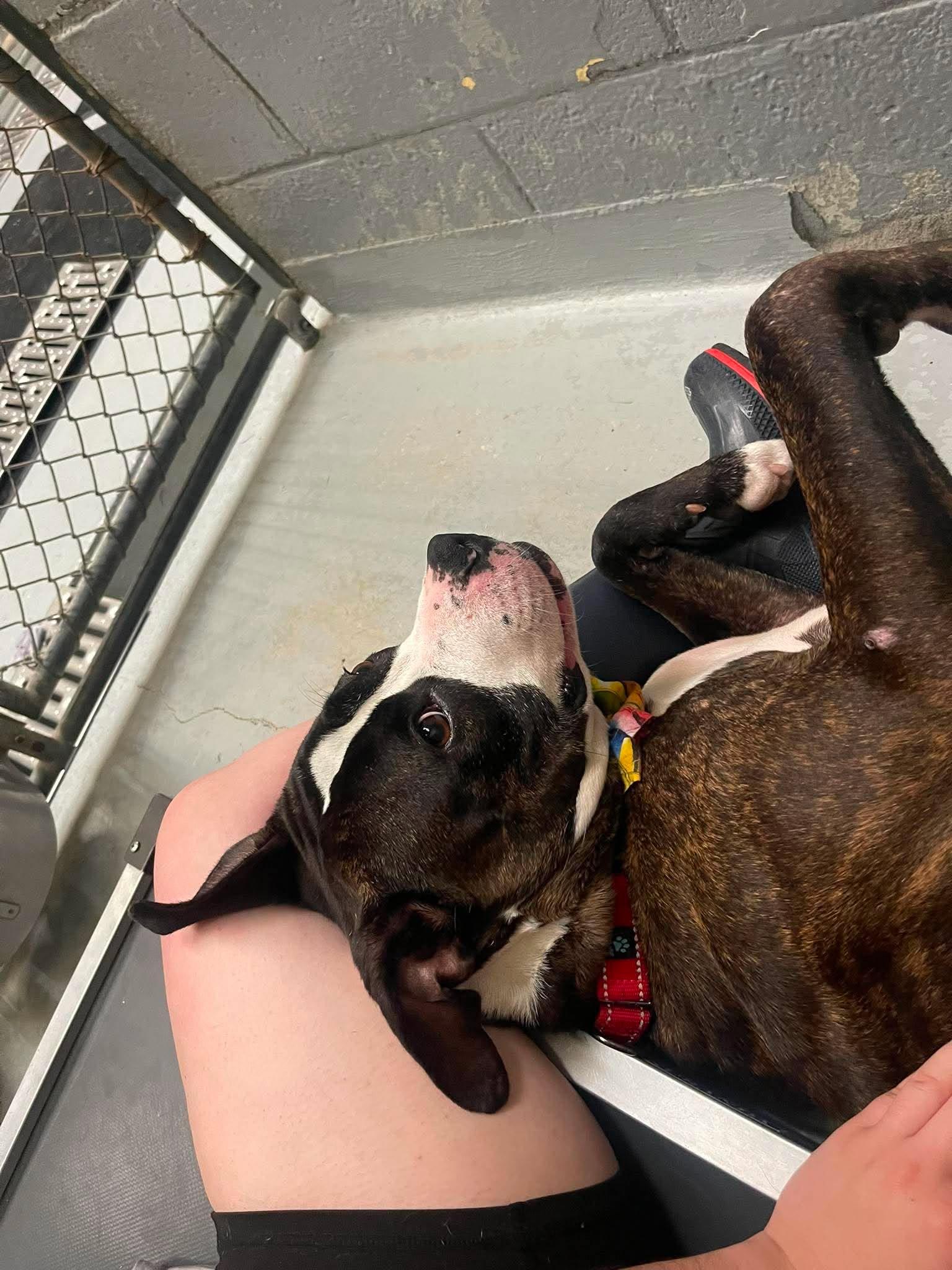 Enlarge Monroe , a ADOPTABLE Pit Bull Terrier in Middlebury, CT image 2/5