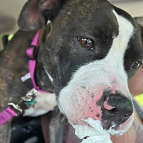 Monroe , a ADOPTABLE Pit Bull Terrier in Middlebury, CT image 3/3