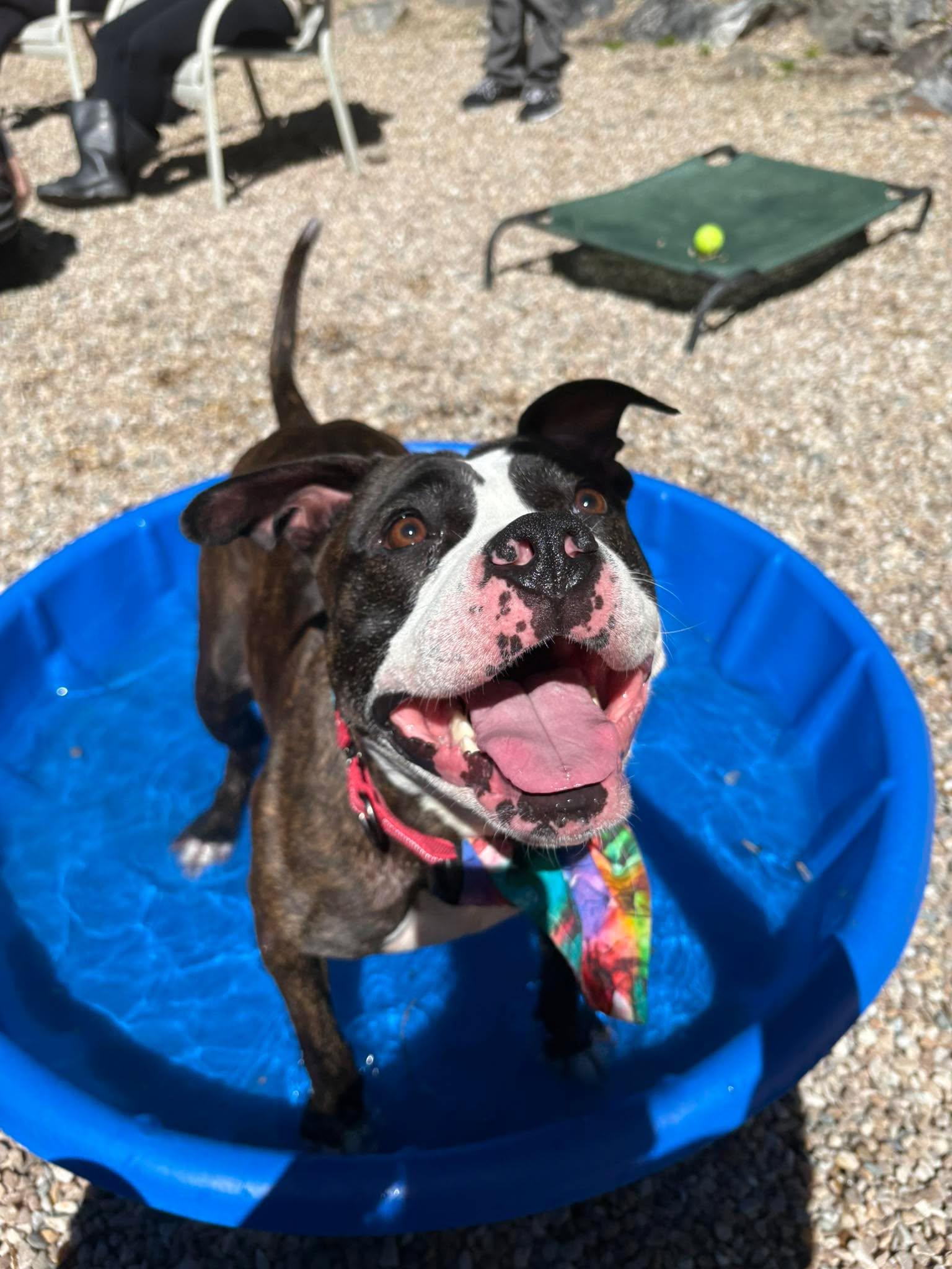 Enlarge Monroe , a ADOPTABLE Pit Bull Terrier in Middlebury, CT image 5/5