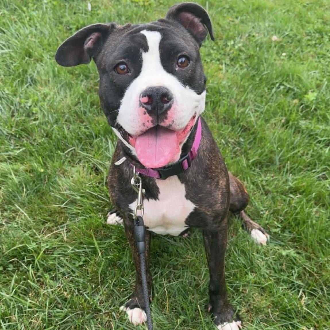 Monroe , ADOPTABLE, Adult Female Pit Bull Terrier.