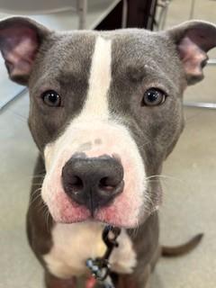 Enlarge VALENTINO, a Adoptable Mixed Breed in Jacksonville, FL image 1/1