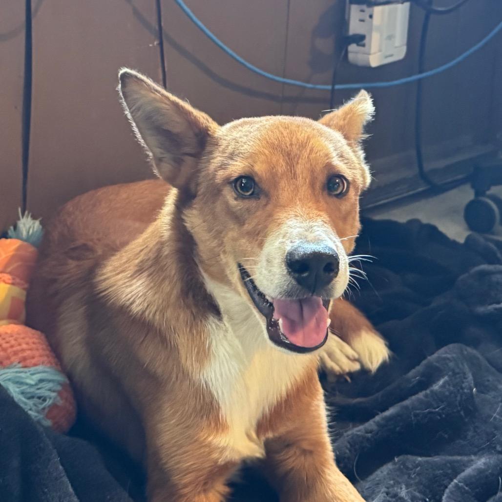 Finn, Adoptable, Young Male Border Collie.