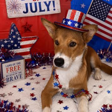 Finn, a Adoptable Border Collie in Volcano, HI image 2/6