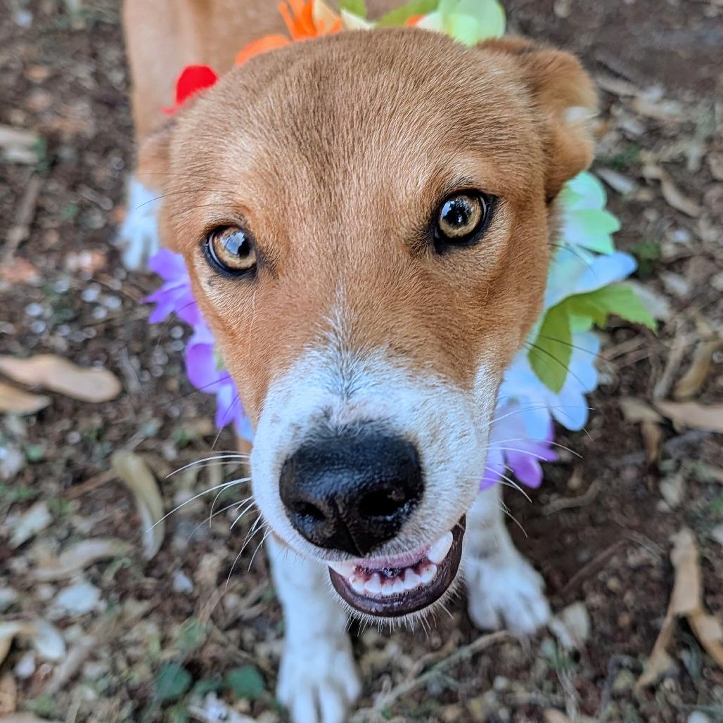 Finn, a Adoptable Border Collie in Volcano, HI image 3/6