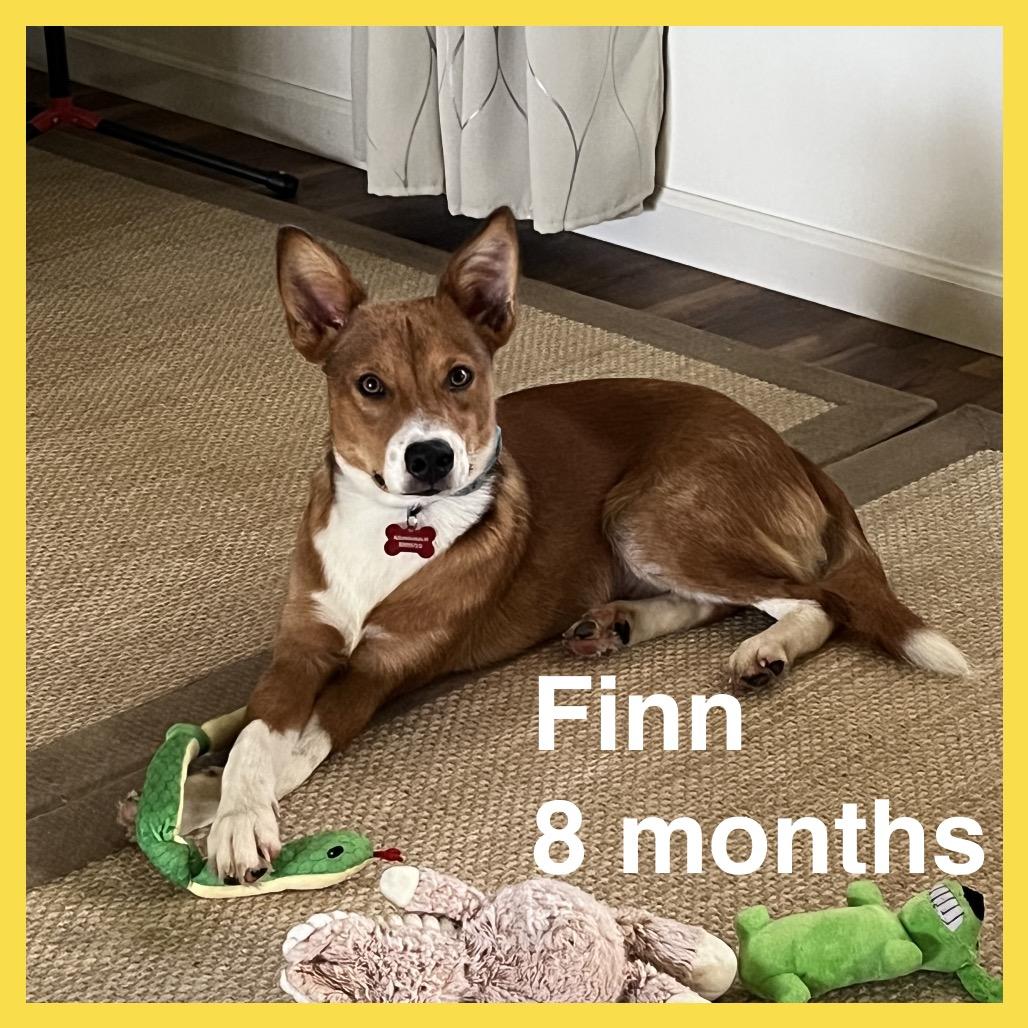 Enlarge Finn, a Adoptable Border Collie in Volcano, HI image 4/6