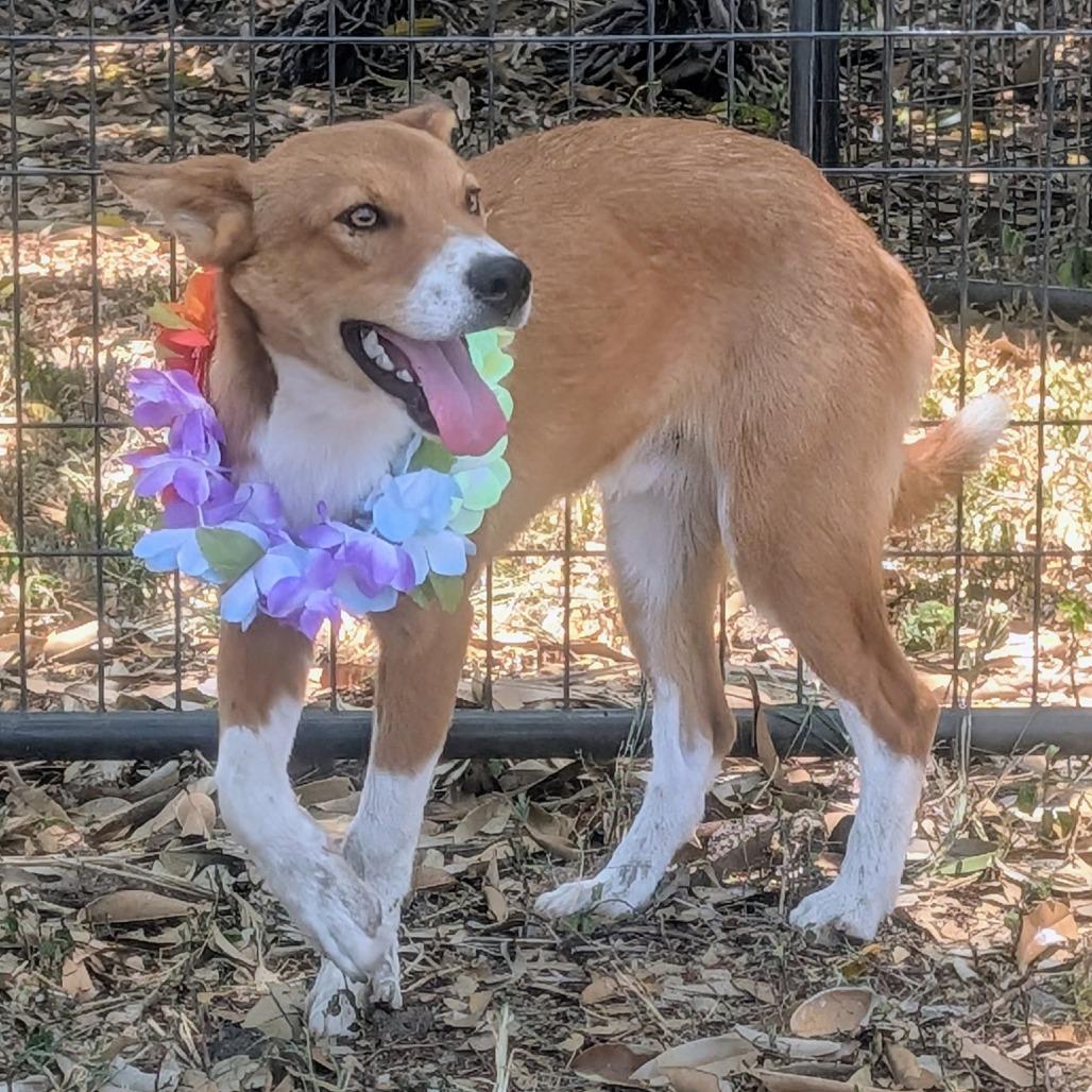 Finn, a Adoptable Border Collie in Volcano, HI image 4/6