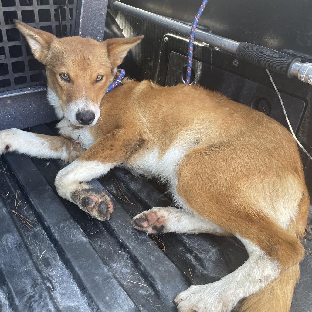 Finn, a Adoptable Border Collie in Volcano, HI image 6/6