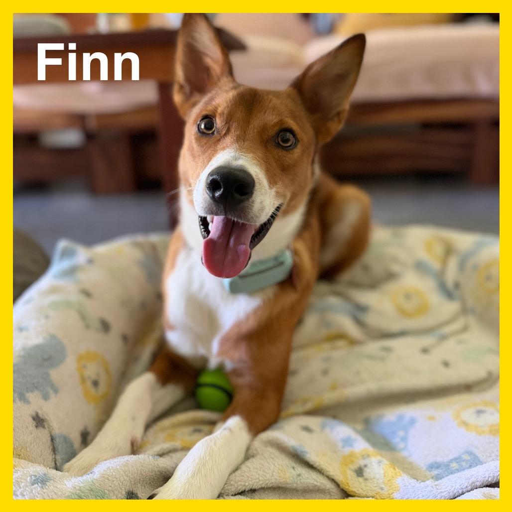 Enlarge Finn, a Adoptable Border Collie in Volcano, HI image 6/6