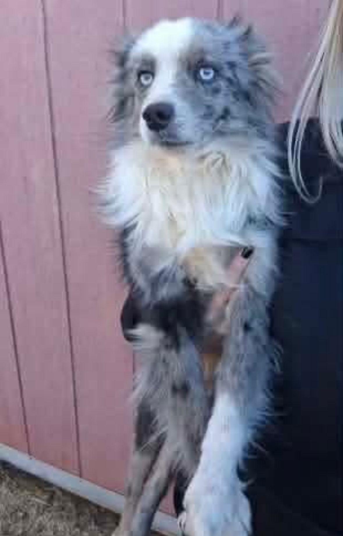 Blue, Adoptable, Adult Male Australian Shepherd.