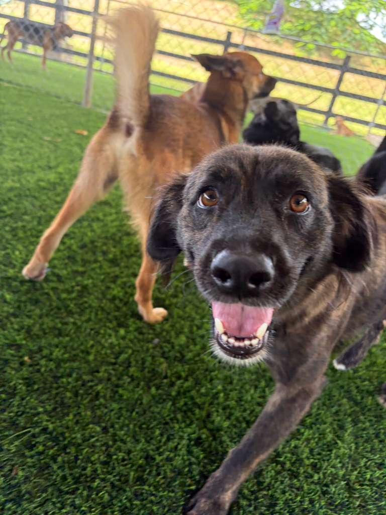 Enlarge Enola, a Adoptable Mixed Breed in Morristown, NJ image 4/6