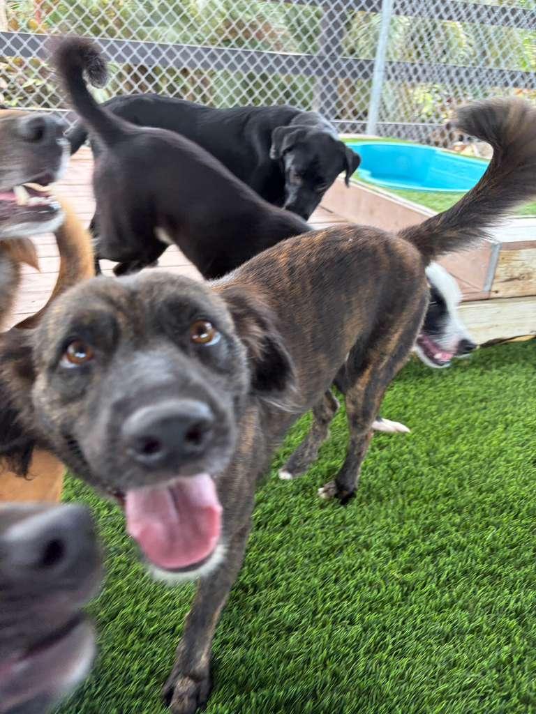 Enlarge Enola, a Adoptable Mixed Breed in Morristown, NJ image 6/6