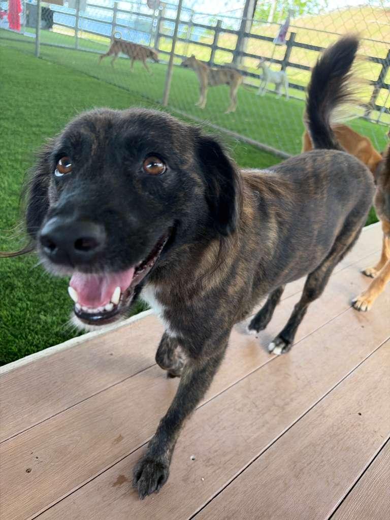 Enlarge Enola, a Adoptable Mixed Breed in Morristown, NJ image 5/6