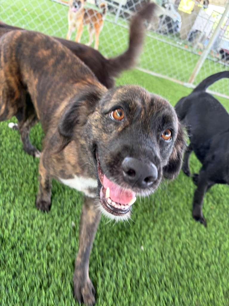 Enlarge Enola, a Adoptable Mixed Breed in Morristown, NJ image 1/6
