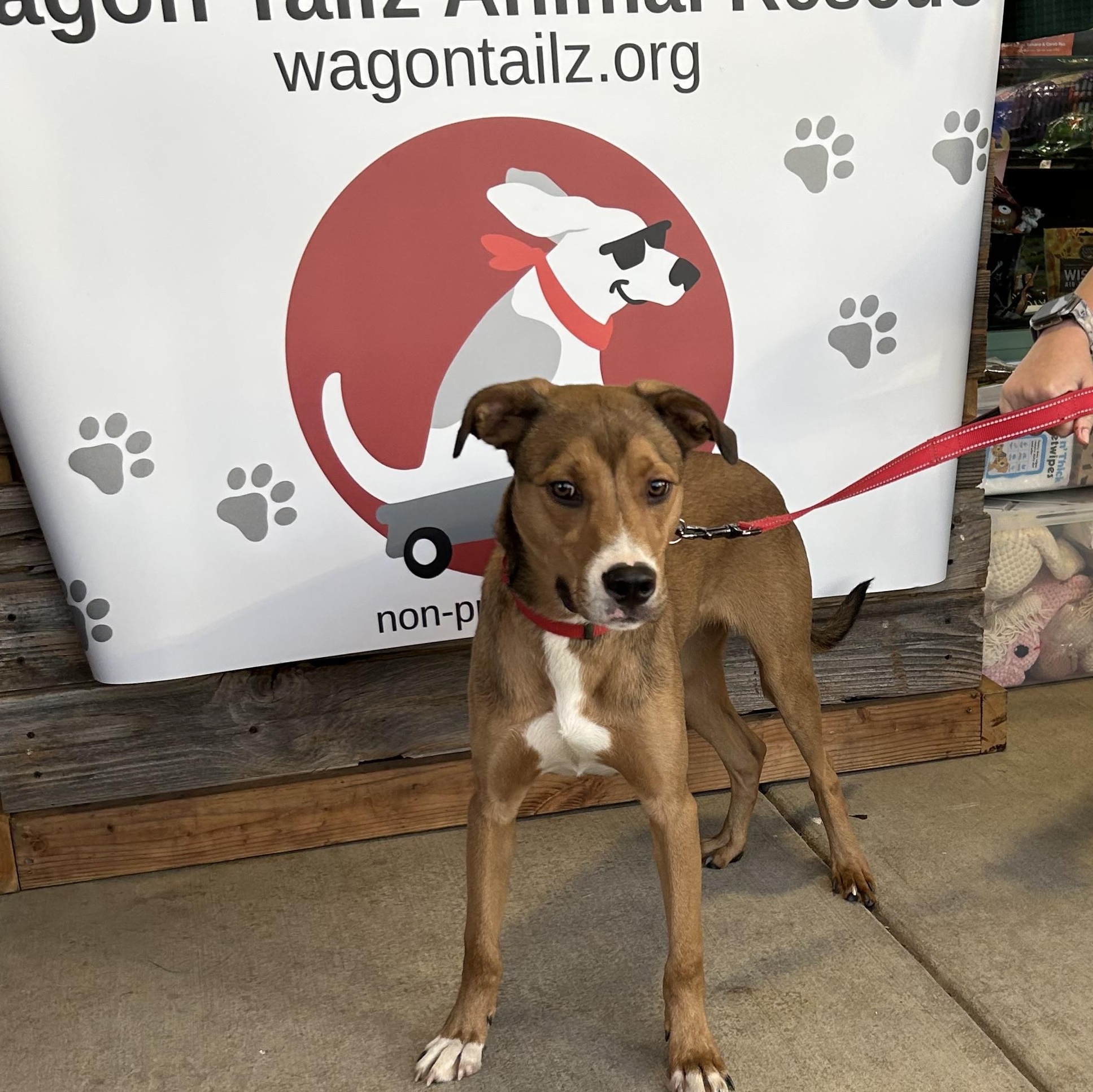 Theo, Adoptable, Young Male Labrador Retriever & Mixed Breed.