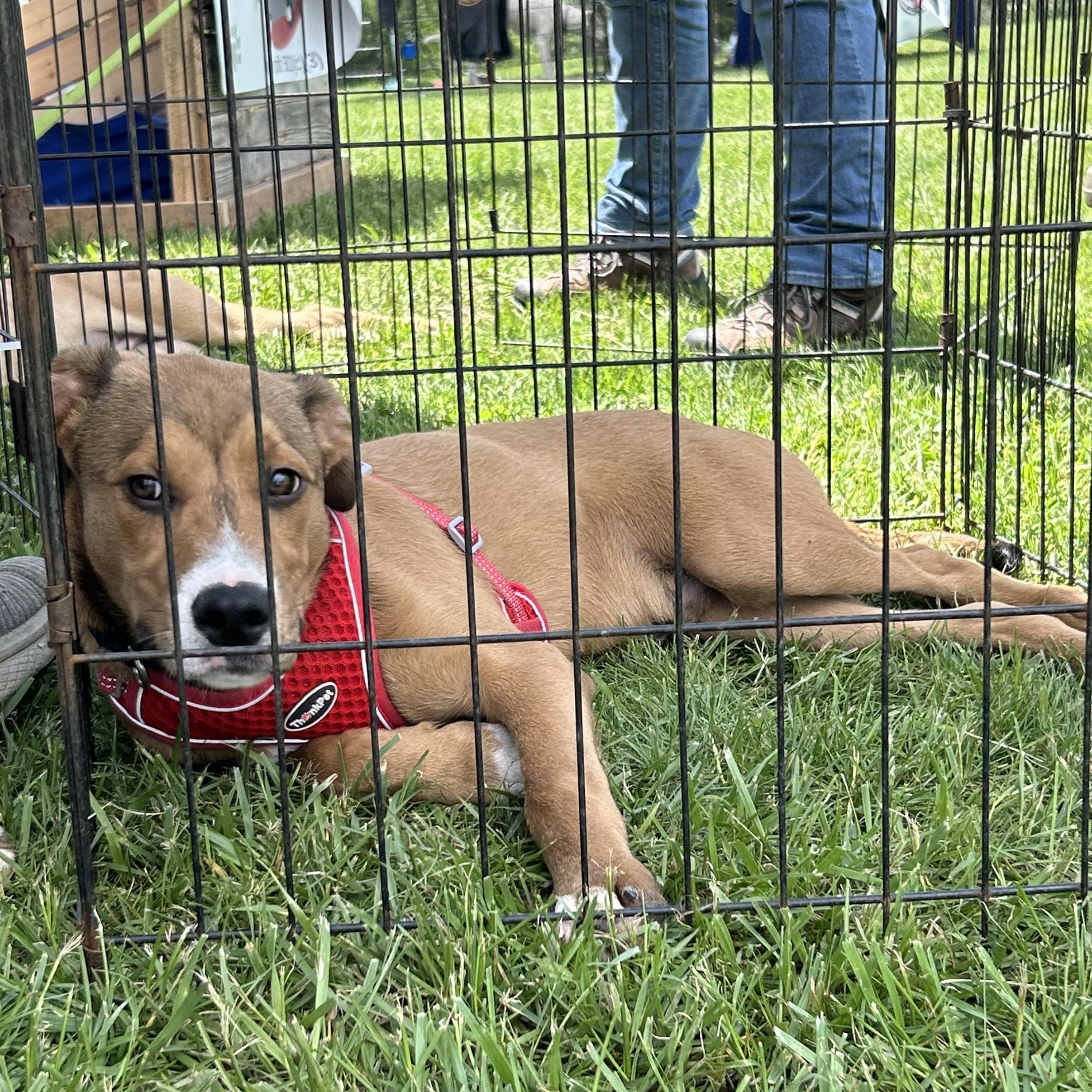 Enlarge Theo, a Adoptable mixed breed in West Grove, PA image 3/3