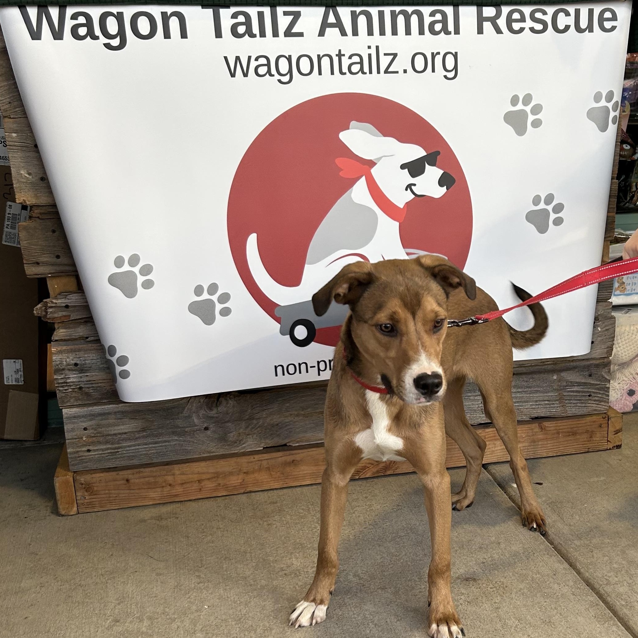 Theo, Adoptable, Young Male Labrador Retriever & Mixed Breed.