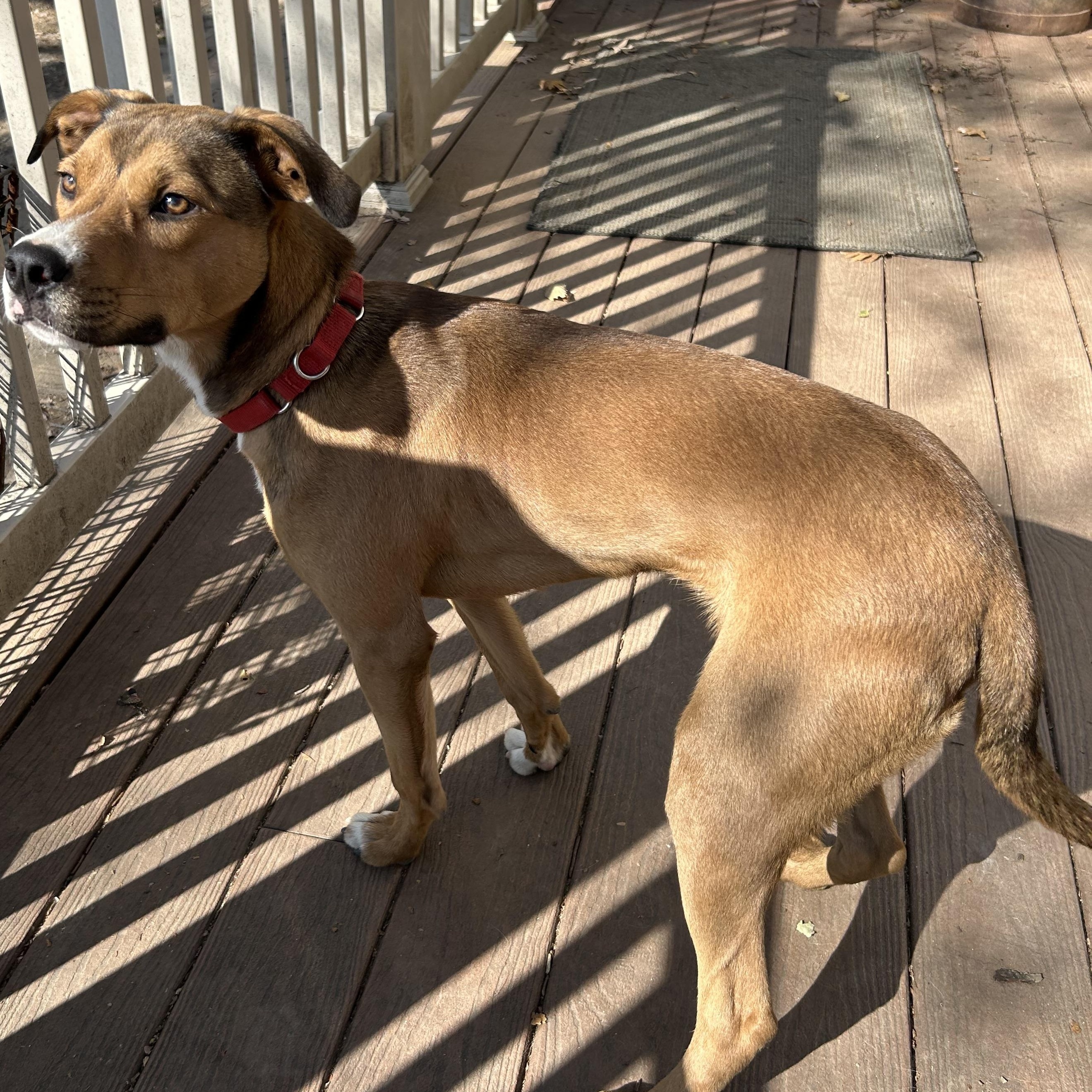 Enlarge Theo, a Adoptable mixed breed in West Grove, PA image 2/3