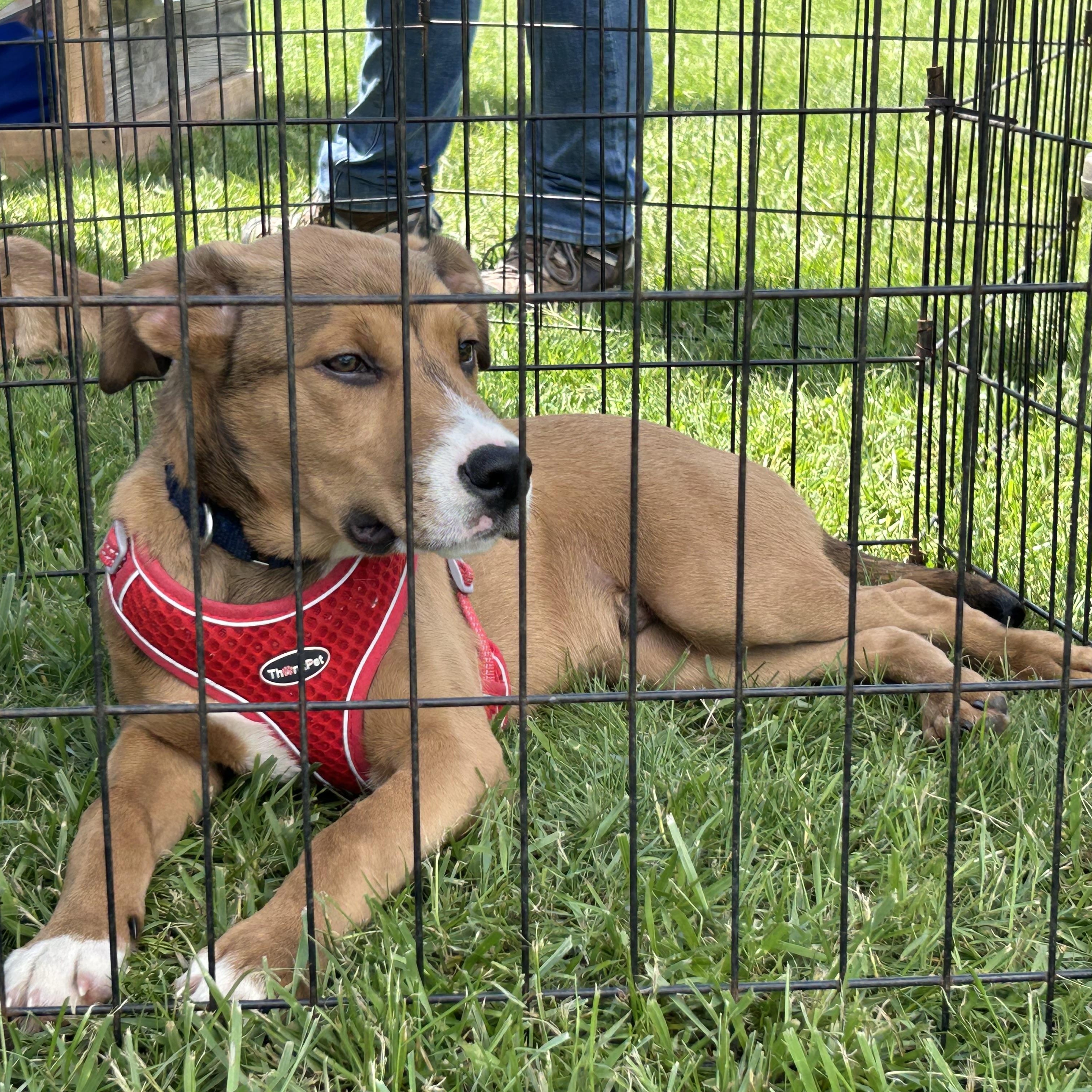 Enlarge Theo, a Adoptable mixed breed in West Grove, PA image 2/3