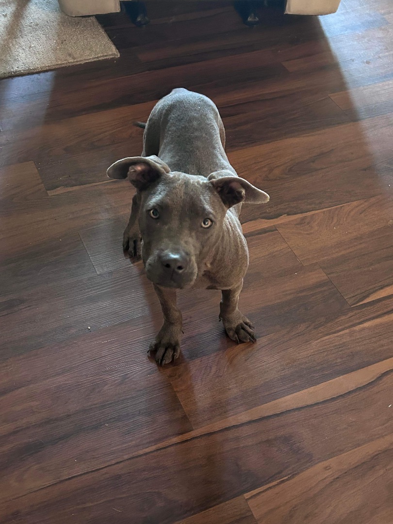 Beau, Adopted, Young Male Mixed Breed.