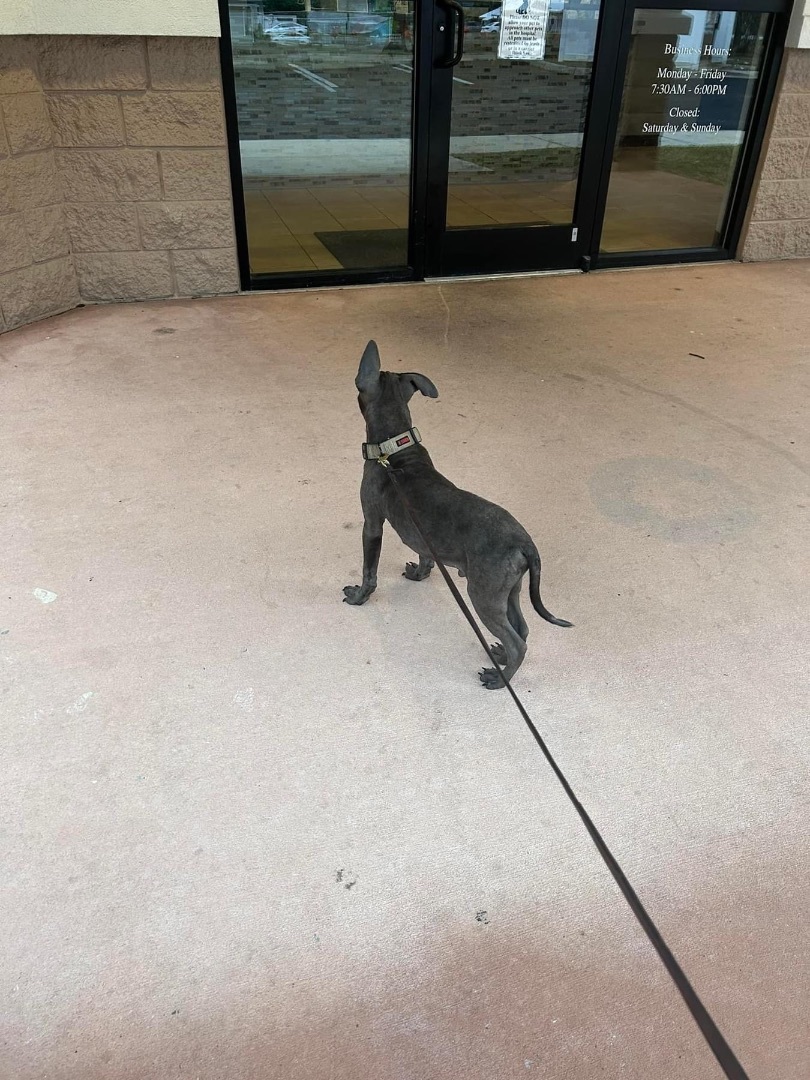 Enlarge Beau, a Adopted Mixed Breed in Wildwood, FL image 2/6