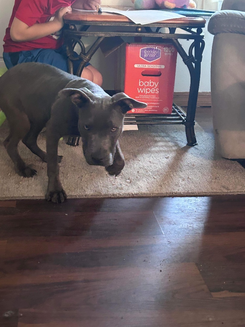 Enlarge Beau, a Adopted Mixed Breed in Wildwood, FL image 3/6