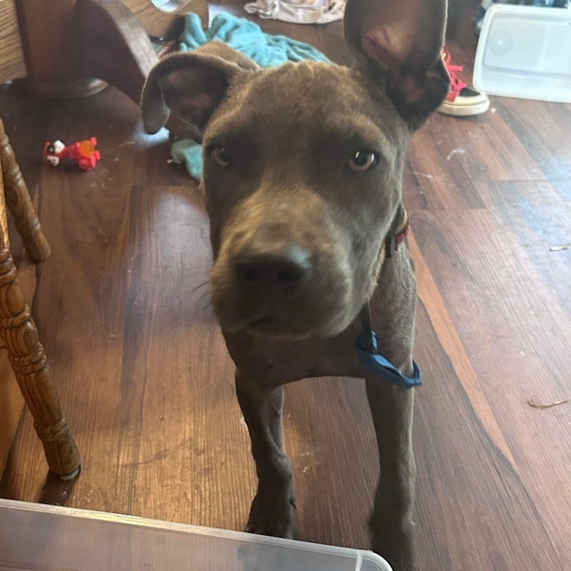 Enlarge Beau, a Adopted Mixed Breed in Wildwood, FL image 4/6