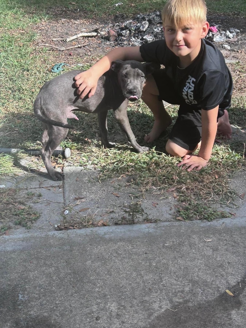 Enlarge Beau, a Adopted Mixed Breed in Wildwood, FL image 6/6