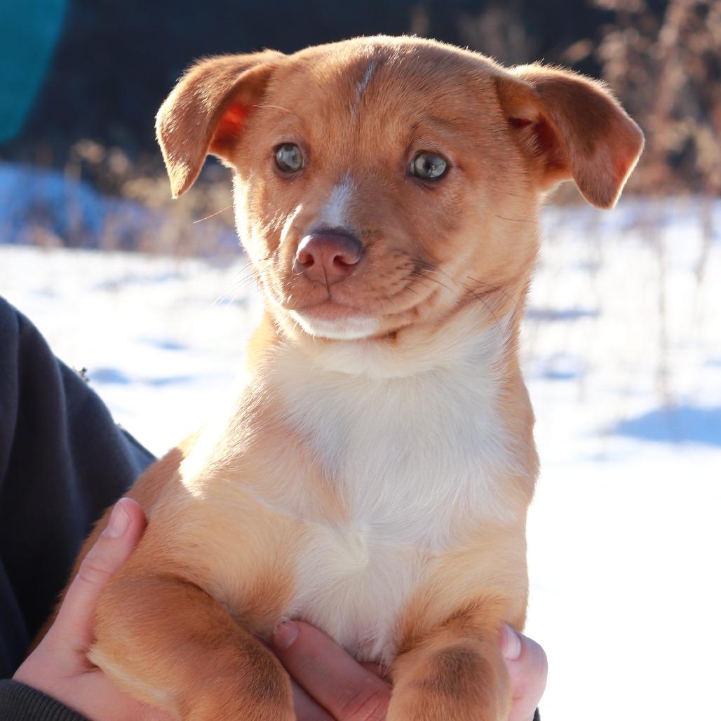 CT Frog avail Feb 28, a Adoptable mixed breed in Stormville, NY image 5/6