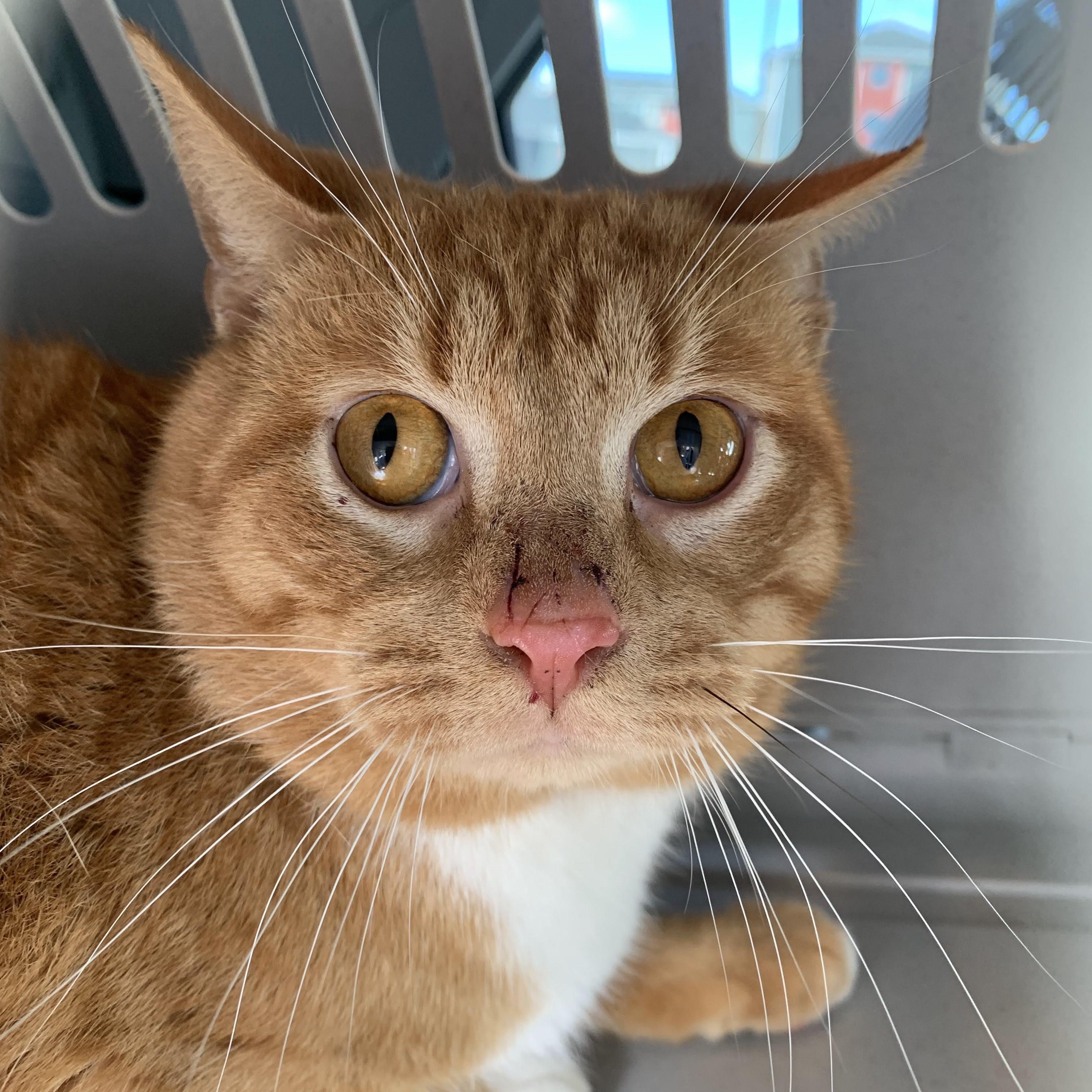 Enlarge George, a Adoptable Domestic Short Hair in Buffalo, NY image 1/1