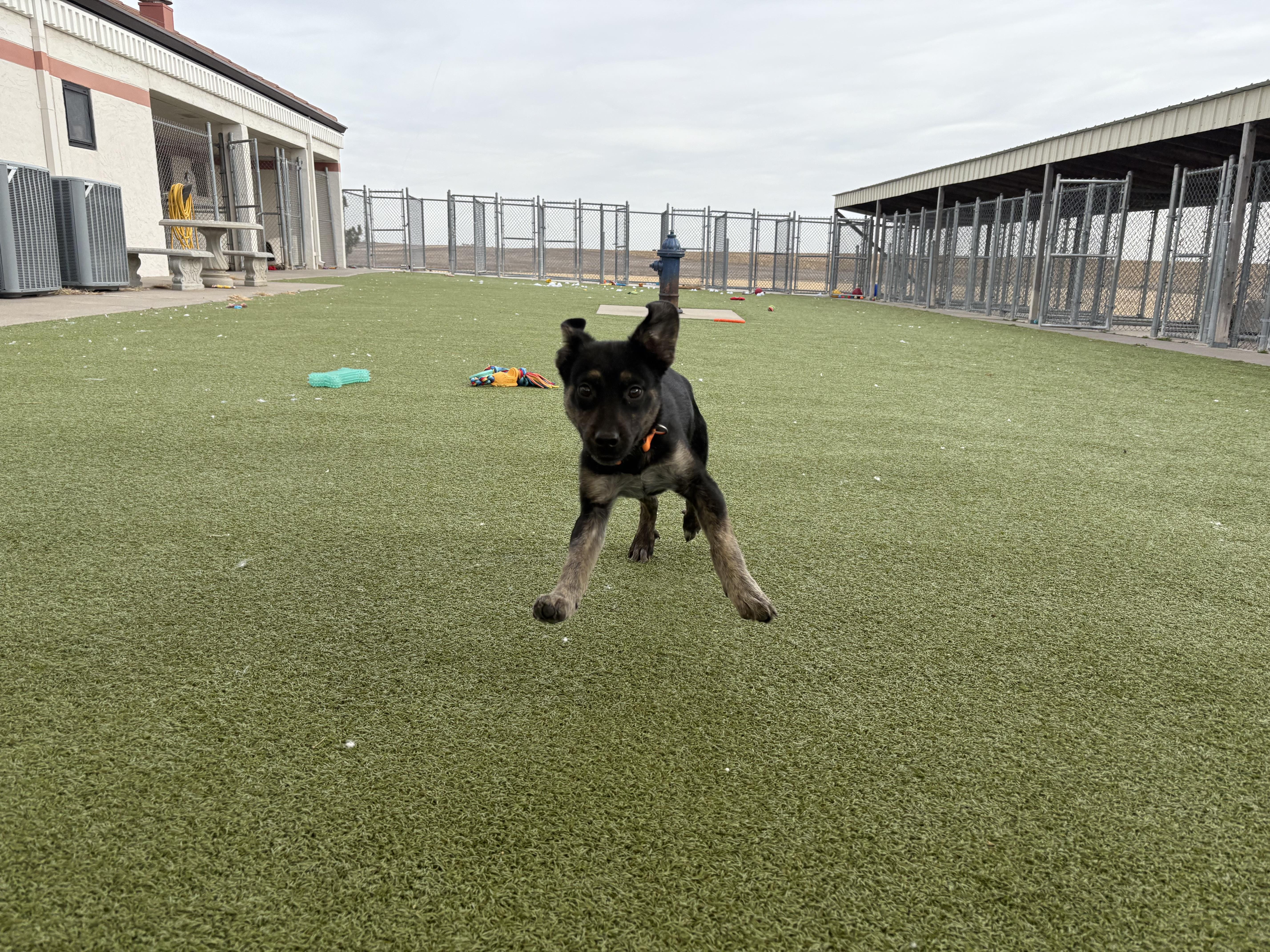 Enlarge Bill Nye, a ADOPTABLE mixed breed in Hays, KS image 5/6