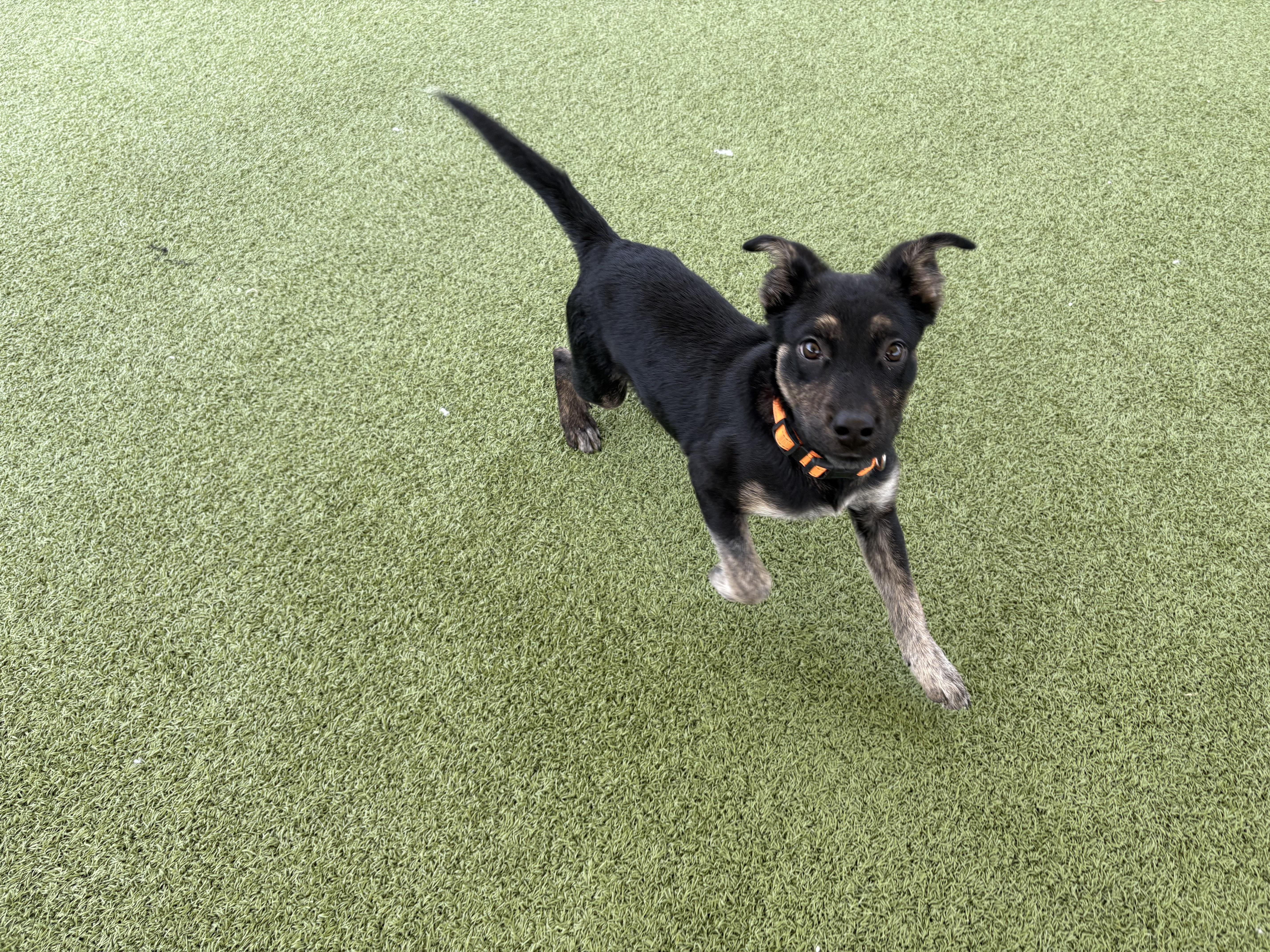 Enlarge Bill Nye, a ADOPTABLE mixed breed in Hays, KS image 6/6