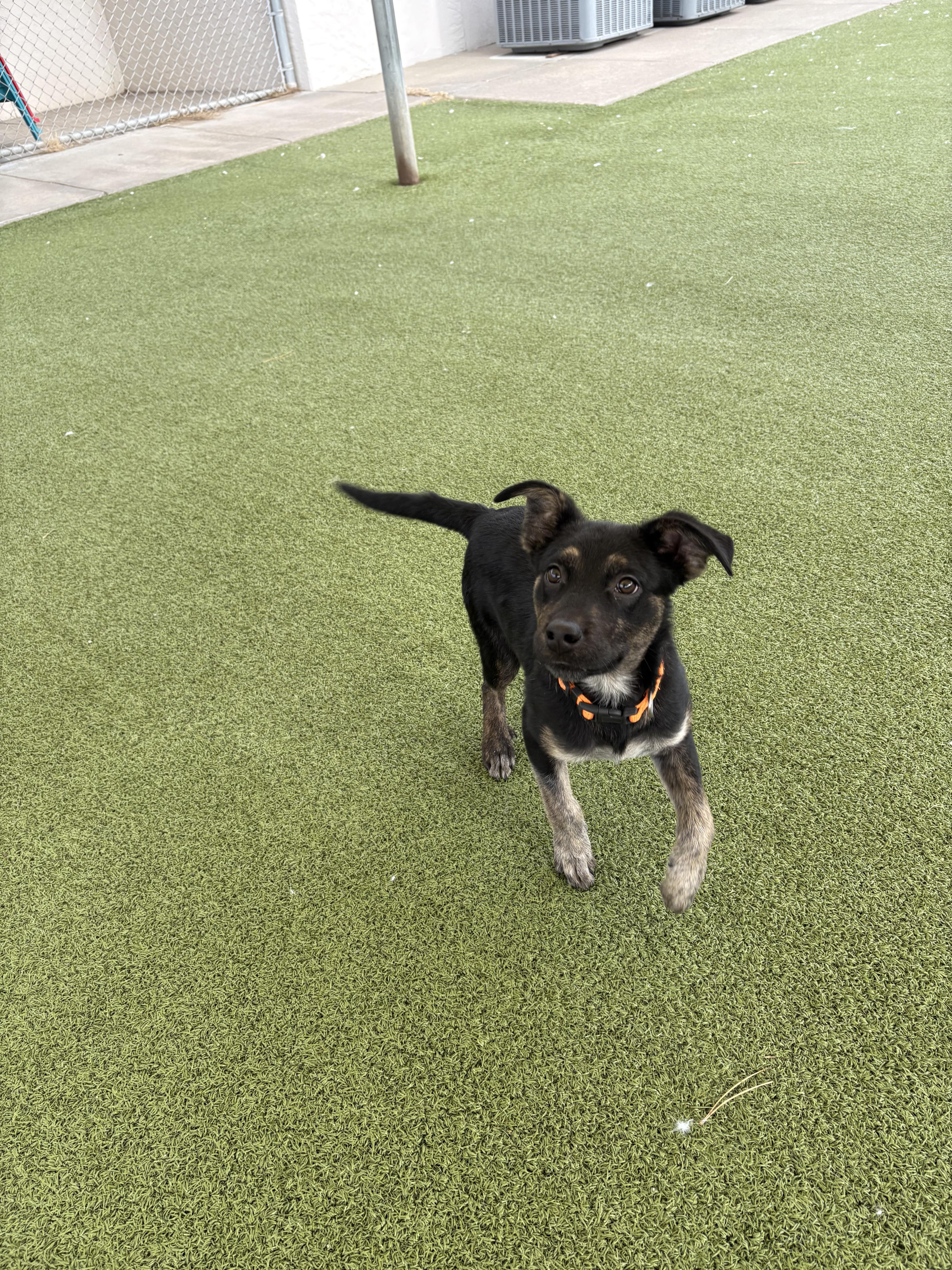 Enlarge Bill Nye, a ADOPTABLE mixed breed in Hays, KS image 3/6
