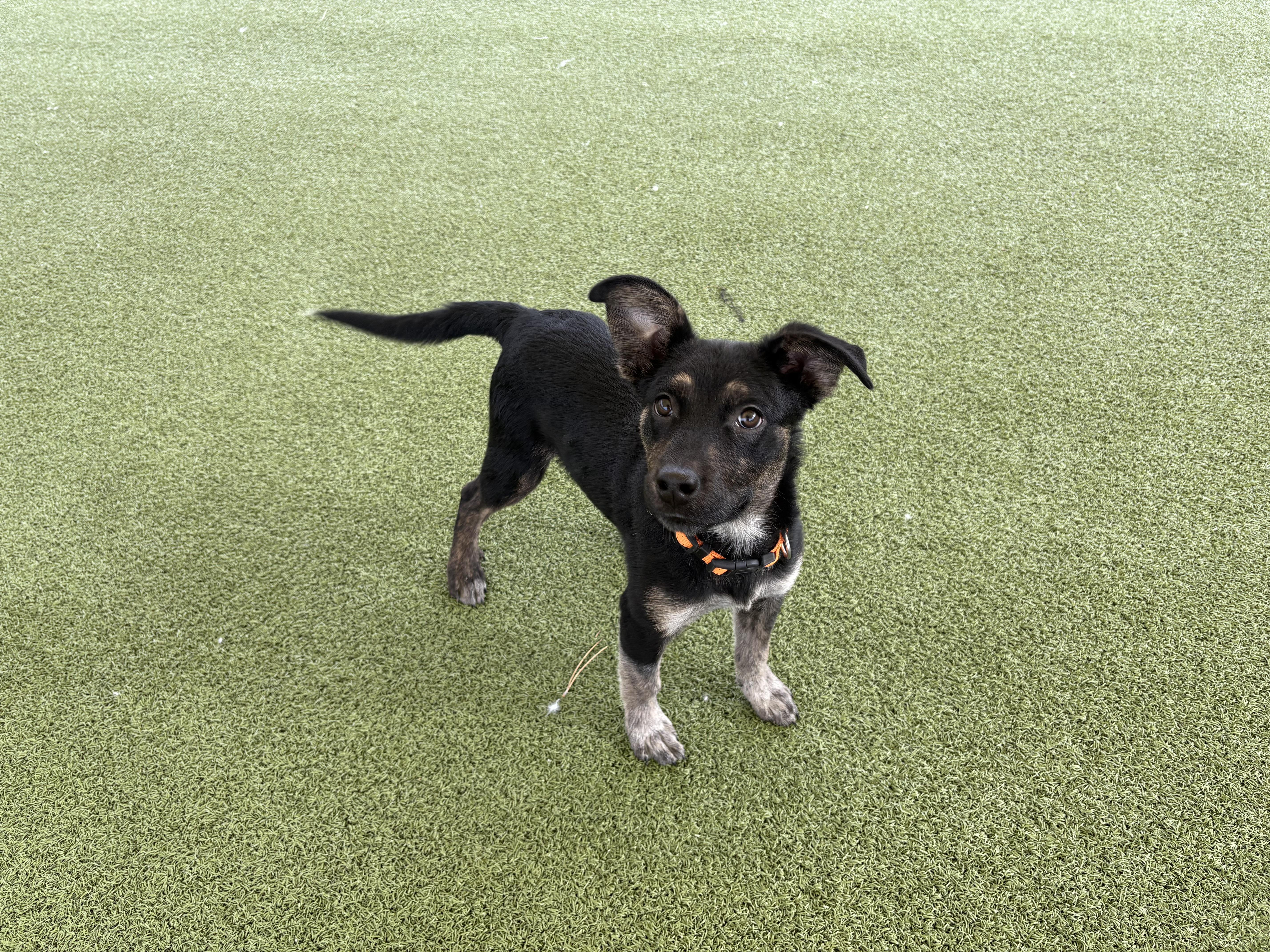 Enlarge Bill Nye, a ADOPTABLE mixed breed in Hays, KS image 2/6