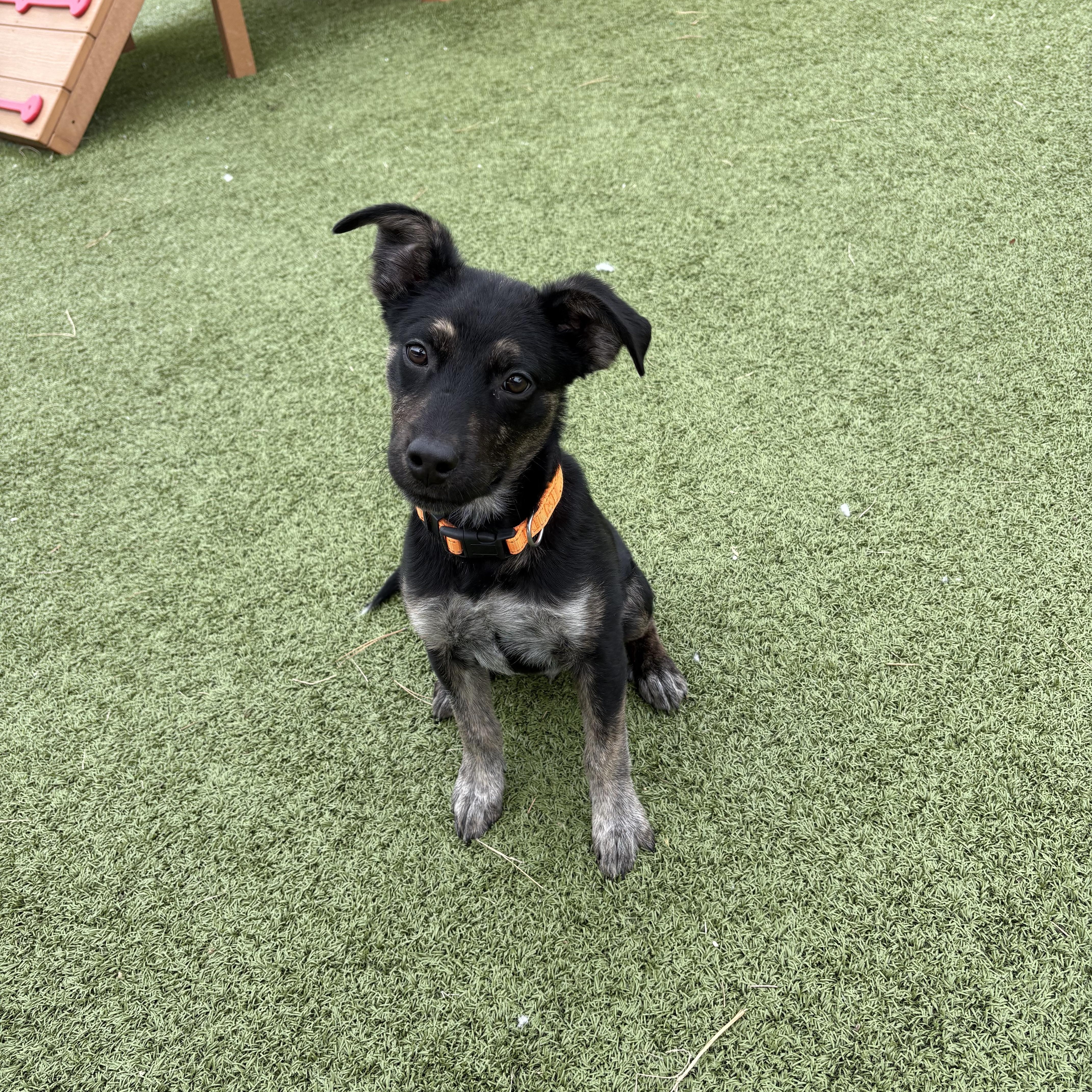 Enlarge Bill Nye, a ADOPTABLE mixed breed in Hays, KS image 1/6