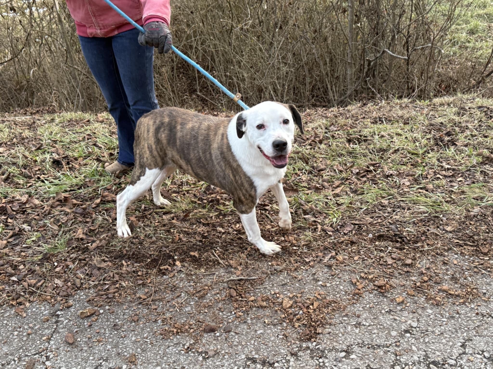 Fatman, a Adoptable mixed breed in Elizabeth, WV image 1/4