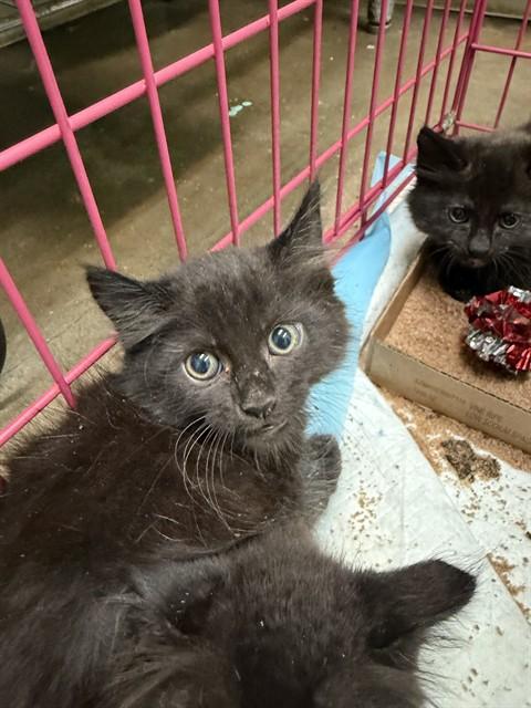 Enlarge GUDETAMA, a Adoptable Domestic Medium Hair in Fort Walton Beach, FL image 1/1