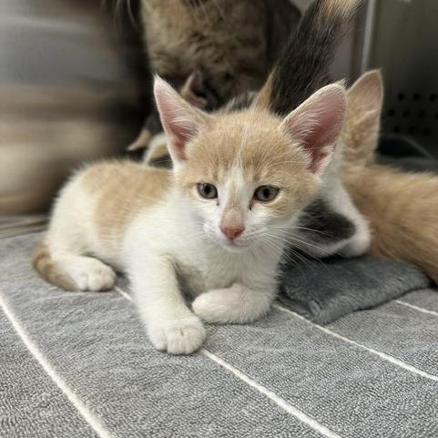 Angel, Adopted, Kitten Male Domestic Short Hair.