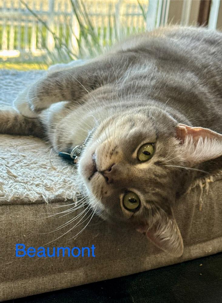 Beaumont, Adoptable, Senior Male Tabby.