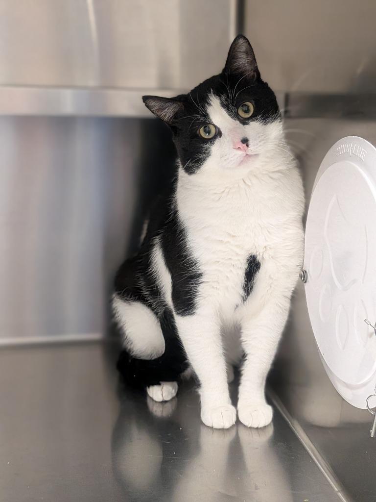 Spot, Adoptable, Adult Male Domestic Short Hair.