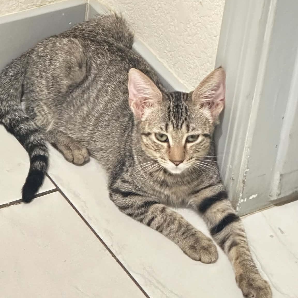 Ruby, ADOPTABLE, Kitten Female Tabby.