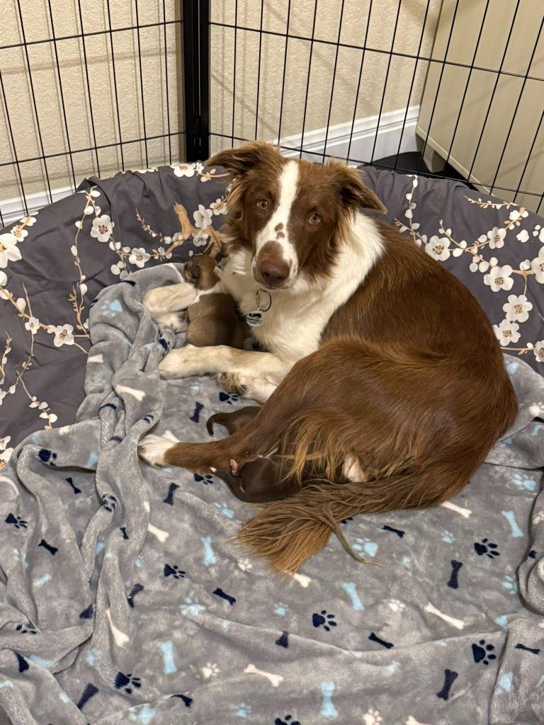 Enlarge Rose 94, a Adoptable Border Collie in The Woodlands, TX image 1/1